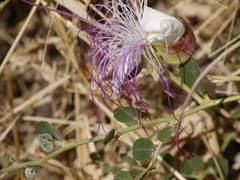 Capparis spinosa spinosa