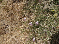 Capparis spinosa spinosa