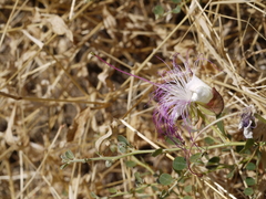 Capparis spinosa spinosa