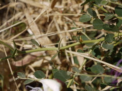 Capparis spinosa spinosa