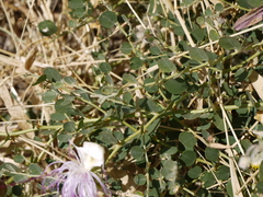 Capparis spinosa spinosa