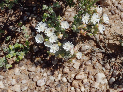 Image of Drosanthemopsis diversifolia by no rights reserved