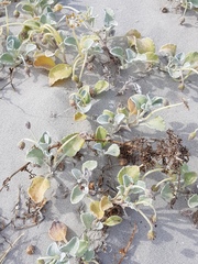 Arctotheca populifolia