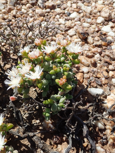 Image of Drosanthemopsis diversifolia by no rights reserved