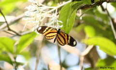 Heliconius ethilla