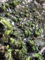 Bryophyta