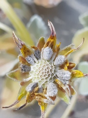 Arctotheca populifolia