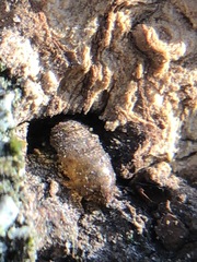 Arthropoda