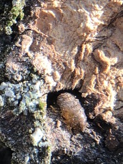 Arthropoda