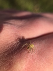 Araneae
