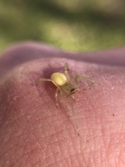 Araneae