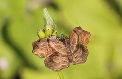 Helias phalaenoides