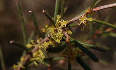 Hakea nodosa
