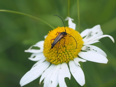 Stenurella jaegeri