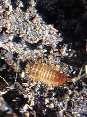 Arthropoda