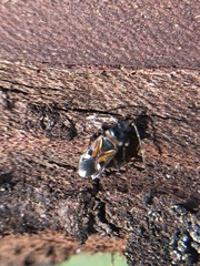 Raglius alboacuminatus