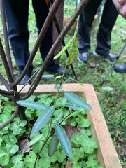 Codariocalyx motorius