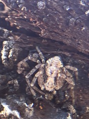 Araneae