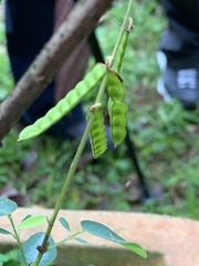 Codariocalyx motorius