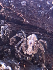 Araneae