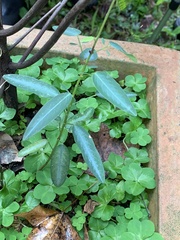 Codariocalyx motorius