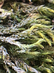 Bryophyta