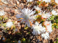 Drosanthemopsis diversifolia
