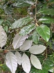 Elaeagnus conferta