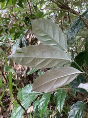 Elaeagnus conferta