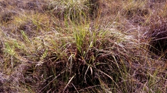 Urelytrum agropyroides