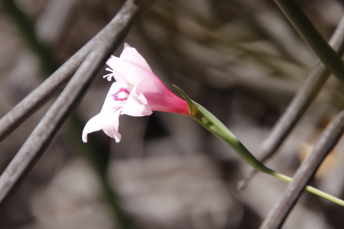 Image of Gladiolus pappei by (c) Tony Rebelo, some rights reserved (CC BY-SA)