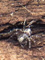 Araneae