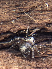 Araneae