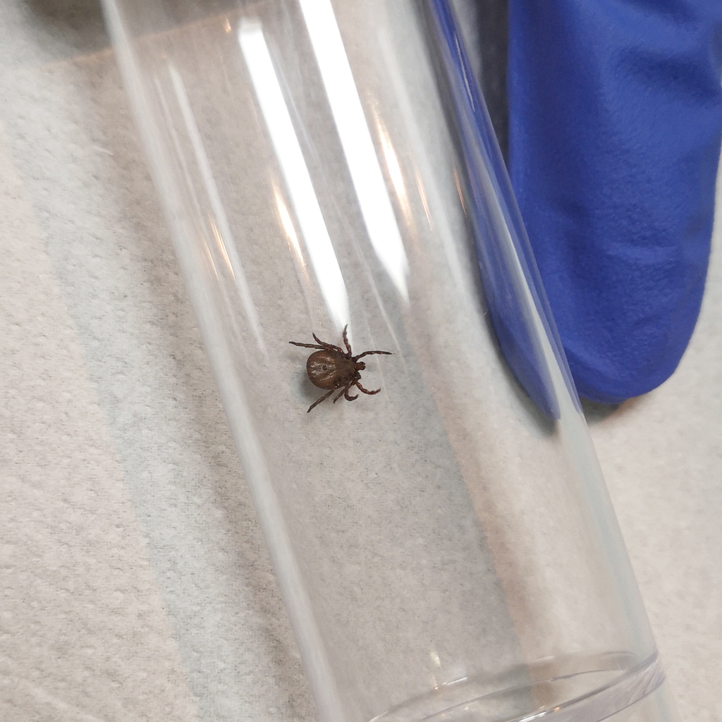 Winter tick