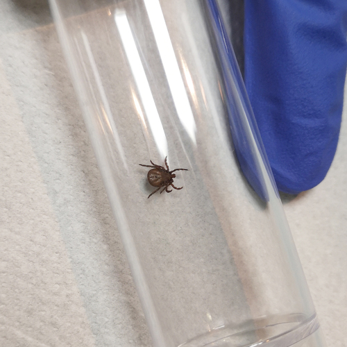Winter tick