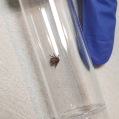 Haemaphysalis inermis