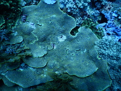 Turbinaria stellulata