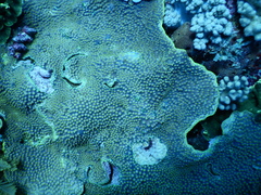 Turbinaria stellulata