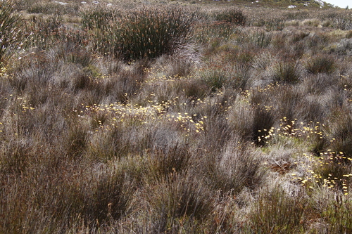 Image of Ursinia nudicaulis by (c) Tony Rebelo, some rights reserved (CC BY-SA)