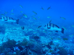 Plectorhinchus playfairi