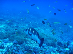 Plectorhinchus playfairi