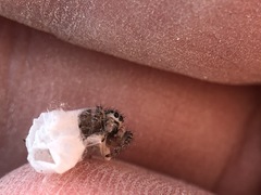 Salticidae