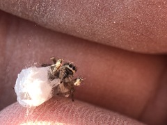 Salticidae
