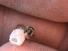 Salticidae