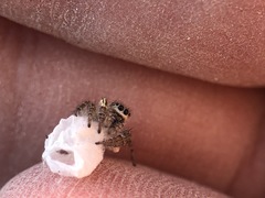 Salticidae