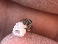 Salticidae