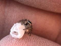 Salticidae