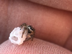 Salticidae