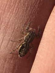 Salticidae