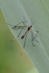 Ptychoptera albimana